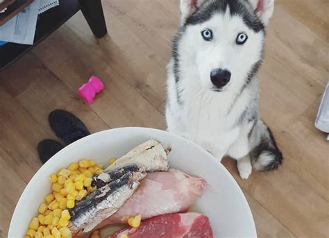 Best dog food for huskies. Siberian Huskies typically have four to six puppies per litter. Bred as sled dogs in Southeast Asia, Siberian Huskies are known for their excellent work ethic and impressive endura... 