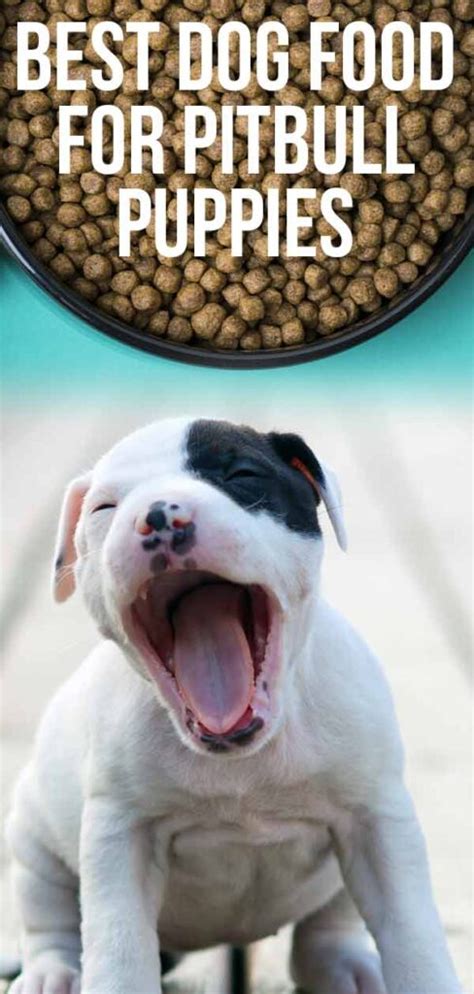 Best dog food for pitbull puppies. List of the 5 best dog food for Pitbull Puppies; Dog Food Image Price Our Rated; 1. Wellness Complete $$ View on Amazon: 2. Natural Ultramix $$ View on Amazon: 3. Merrick Grain Free $$$ View on Amazon: 4. Rachel Ray $$ View on Amazon: 5. Pro Plan Focus $ View on Amazon 