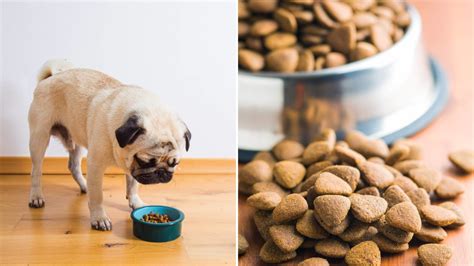 Best dog food for pugs. Preparation of home-cooked food for your pug can ensure the dog’s diet contains the right sort of quality protein and a variety of fruit and vegetables. The best homemade dog food should contain approximately 50 percent meat, poultry, or fish protein, such as lean muscle meat, skinless chicken or turkey, or oily fish such as salmon. ... 
