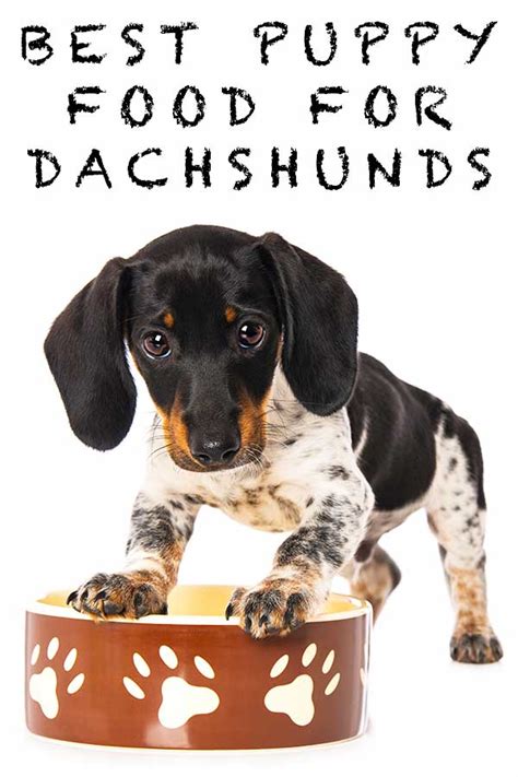 Best dog food for wiener dogs. Fruits and veggies, excluding any that are toxic to dogs, Dr. Morgan says. Try berries, apples, carrots, broccoli and green beans, even frozen beans. Of course, food is only part of the equation ... 