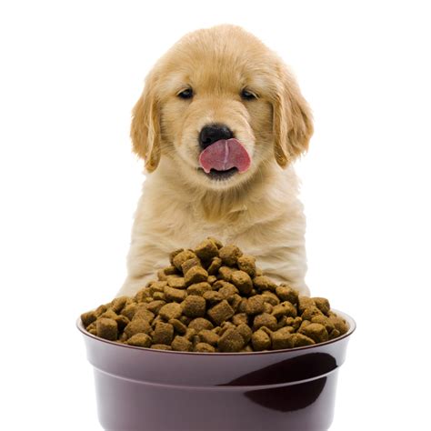 Best dog food puppies. Things To Know About Best dog food puppies. 