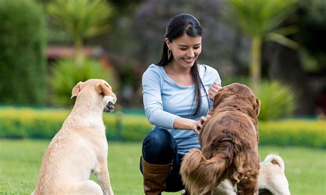 Best dog trainer insurance. Things To Know About Best dog trainer insurance. 