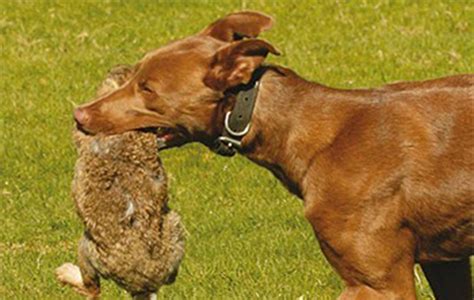 Best dogs for rabbiting - Lurchers & Running Dogs - The Hunting Life