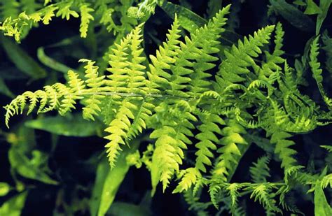 Best ferns for wet ground – Fern Gardening