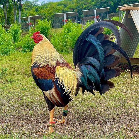 This variety was actually specifically bred as a fighting chicken. The aggressiveness is not limited to the roosters either—even the hens will be quite feisty. ... One subvariant of the Oriental Game, known as the Sumatra, is the best flyer of any chicken breed. In good wind conditions, they can fly up to 5 miles without landing.. 