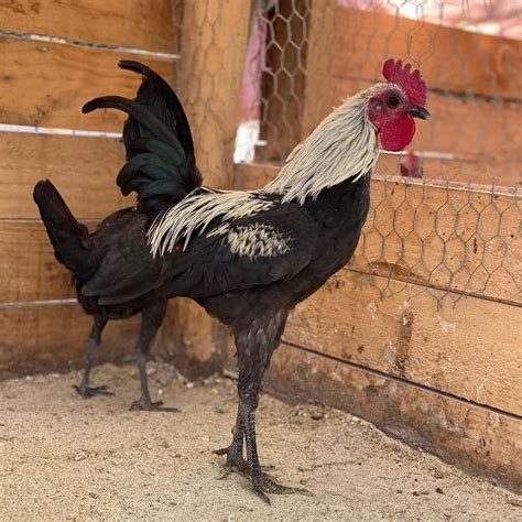 Ten Awesome Rooster Breeds. Let’s jump right in and talk about ten awesome rooster breeds. You may, or may not, know that there are MANY chicken breeds. It can be hard to sift through all the varieties and find your match. If you are like me, you’ll end up with 20 or more different breeds just to try and figure out what breed is the …. 