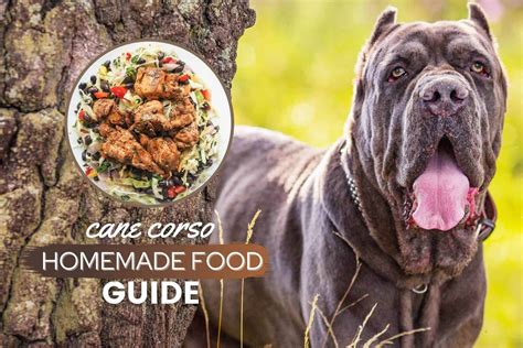 Best food for cane corso. Things To Know About Best food for cane corso. 