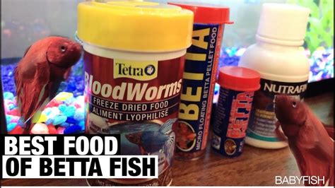 Best food for fighter fish. Things To Know About Best food for fighter fish. 
