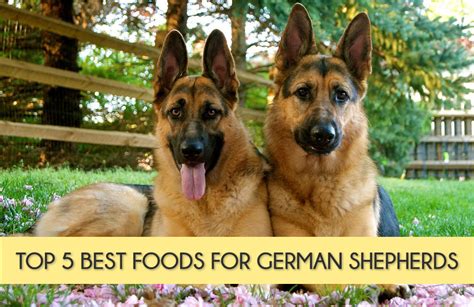 Best food for german shepherd. The good news is that there are plenty of healthy dog food options out there for German Shepherds. You should eat foods that include high-quality animal-based protein sources like lamb, beef, pork, chicken, fish, eggs, and legumes. In addition, the meal should be plentiful in fats, vitamins, and minerals. 