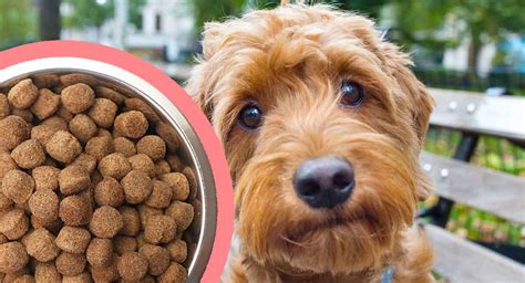 Best food for goldendoodle. According to the American Kennel Club, your dog’s diet must include a mixture of meats, grains, fruits, and vegetables to provide the essential nutrients. The best dog … 