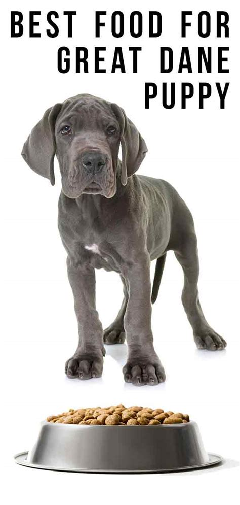 Best food for great dane puppy. Best Dog Food for Great Danes: 6 Vet-Recommended Brands (Updated 2023) 