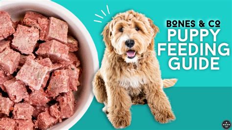 Best food for puppies. Feb 9, 2024 ... The AAFCO stamp of approval helps to make this easy to differentiate. When we spoke to veterinarians about the best food for puppies, Richardson ... 