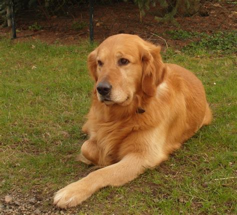 Best golden retriever breeders south carolina. Best Golden Retriever Breeders In South Carolina 1. Trinity Golden Retrievers. These Golden Retriever breeders are dedicated to bettering the Golden Retriever breed by... 2. Carolina Gilded Retrievers. The Golden Retriever breeders behind Carolina Gilded Retrievers breed their AKC... 3. Sunkyst ... 