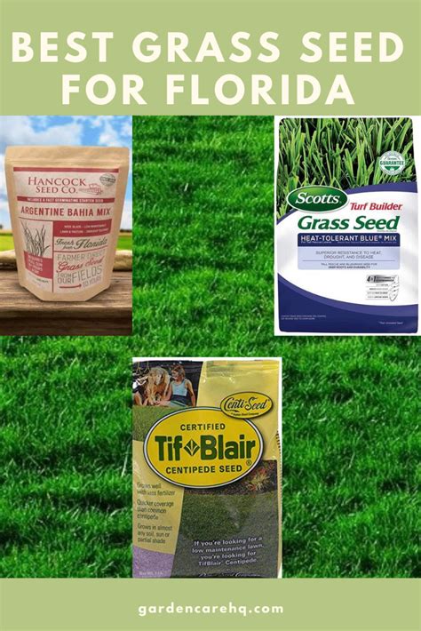 Best grass seed for florida. 