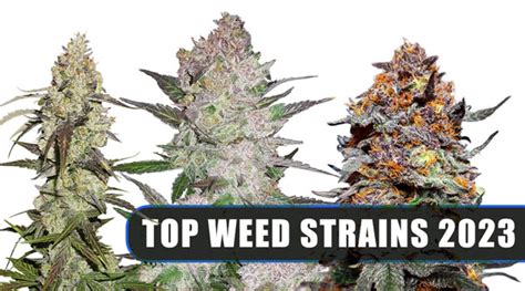 The Top 20 Strongest Sativa Strains in 2024. Maui Wowie; Genetics: Pure Sativa. Parents: Hawaiian Sativa Landrace. THC: 20 - 28%. Maui Wowie stands out for its tropical and fruity aroma, reminiscent of pineapples, with a pleasant sour exhale. Originating from Maui, this strain embodies the tropical vibe with its energizing and creative high .... 