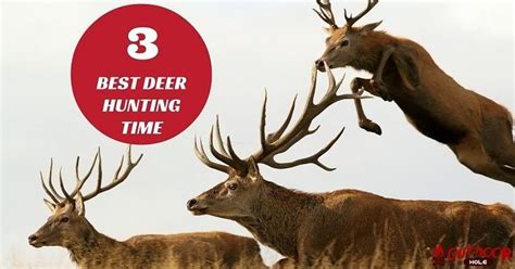Best hunting times. The Best Hunting Times for Big Bucks. Jesse Owen of Tennessee had permission to hunt the 25 acres behind his house and first saw a huge buck with many points on his massive, wide rack in 2016 on his trail camera . “I estimated him to be a 12 point, scoring about 150 inches. 