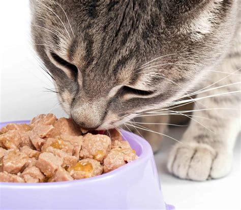 Best indoor cat food. The 9 Best Wet Cat Foods. 1. Smalls Human-Grade Fresh Wet Cat Food Subscription — Best Overall. Save 40% - Click Here & Use Code Catster24. Smalls is a company that immediately stands out ... 