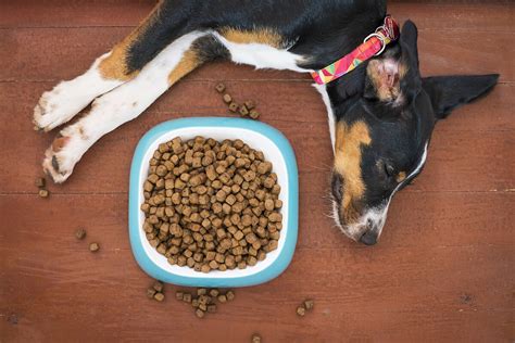 Best kibble for dogs with sensitive stomachs. Dogs with sensitive stomachs may benefit from these dry foods from Hill's, Wellness, and Purina. ... Blue Buffalo, Merrick, and Nutro make the best fiber-rich kibble for dogs. 