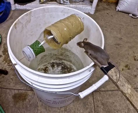 Best mouse bait for traps. EASY MOUSE/RAT BUCKET TRAP: It's very simple and easy to create a bucket mouse trap using a 5 gallon bucket, our innovative flip & slide lid and your choice of mouse/rat bait. Place the bait in the bucket, snap the lid on top, attach the 20” climbing ladder and let the rodent do the rest. 