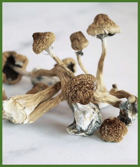 Magic mushroom strains – 7 varieties of shrooms. August 19, 2023. Cara Wietstock. Share. Magic mushrooms are stepping into their moment. Research continues to illuminate psilocybin as a possible pharmaceutical resource, and some cities and states are starting to decriminalize it. The fungi are having a moment outside of the counterculture.. 