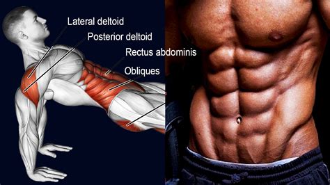 Best oblique exercises. The oblique muscles are comprised of two main muscles: the internal and external obliques. They’re beside your six-pack muscles and run from the hips to the rib cage. The external oblique starts from the external surfaces of ribs 5-12 and inserts the Linea alba, pubic tubercle, and anterior half of the iliac crest around the pelvis. 