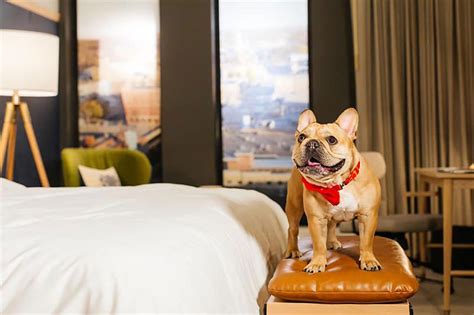 Best pet friendly hotels. The Tar Heel - Stylish 4BR with City Views - Free Parking - Gym - Pet-Friendly. Charlotte. Central location. The Tar Heel - Stylish 4BR with City Views - Free Parking - Gym - Pet-Friendly offers accommodations in Charlotte, a 17-minute walk from NASCAR Hall of Fame and 3.1 miles from Mint Museum of Art. 