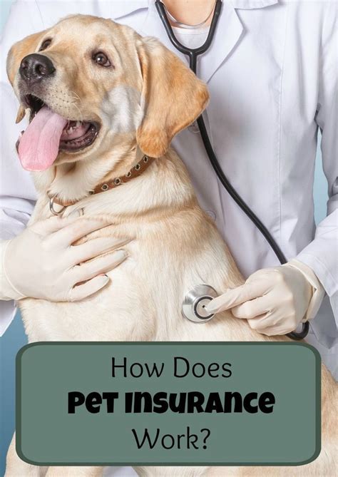Best pet insurance no waiting period. Things To Know About Best pet insurance no waiting period. 