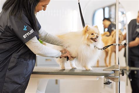 Best petco dog grooming near Hawthorne, Portland, OR