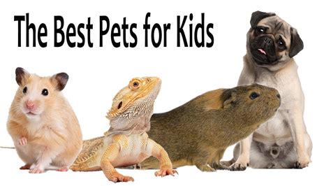 Best pets to have. At some point growing up, nearly every child wants a pet to care for. Depending on the child’s capacity to be responsible, there is a pet for almost everyone. As a parent, you have... 