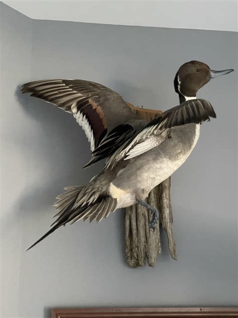 Artistic Compositions LLC was created over 30 years ago when Shane Smith mounted his first bird, a Greenwing Teal. Shane’s talents have been accented by the winning of National Championships, North American, Grand National, Regional and State Competitions.. 