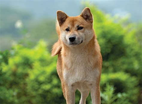 Best place to buy shiba inu. Things To Know About Best place to buy shiba inu. 