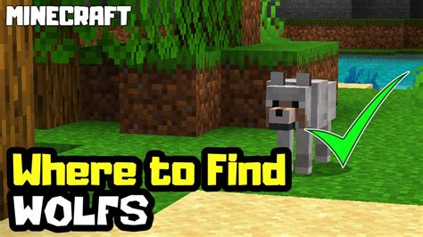Best place to find wolves in minecraft