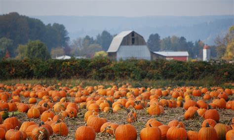 Best places to pick pumpkins near Denver