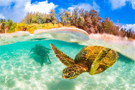 Best places to snorkel in oahu. One of the best places to snorkel with turtles on Oahu is Laniakea Beach, also known as Turtle Beach. The water conditions can be a bit rough at times, and there are rocks and moss you have to get ... 