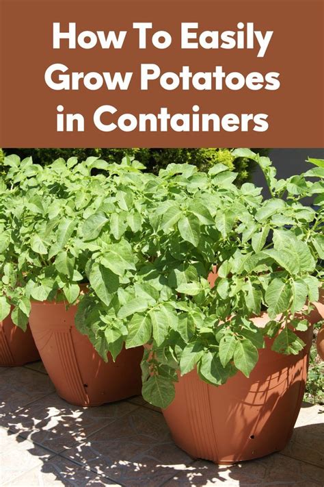 Best potatoes to grow in containers