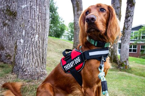 Best service dog breeds. The service dog organization Anything Pawsable highlights the Doberman Pinscher as one of the best breeds for psychiatric assistance work. "Dobies are often called “velcro” dogs because they ... 