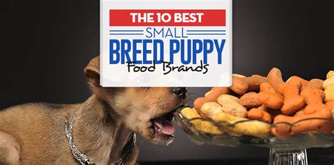 Best small breed puppy food. a) Best Puppy Food for Small Breeds. Small breed puppies (with an adult weight less than 10kg) have special needs too! Breeds like Chihuahuas, Toy Poodles, Maltese Terriers, and Jack Russell Terriers mature quickly and therefore have higher energy needs. 