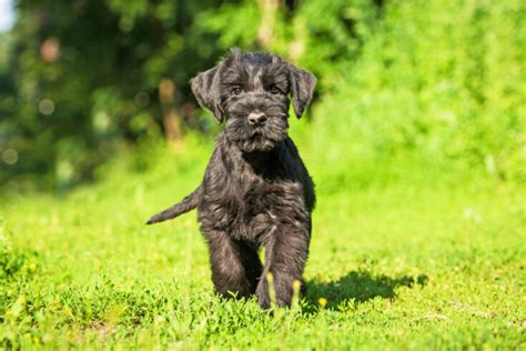Best standard schnauzer breeders.  The official list of Standard Schnauzer Reputable, Responsib...