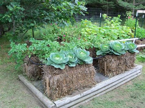 Best straw bale gardening your complete guide to growing organic vegetables fruits and herbs with no weeding. - Vous me croirez, si vous voulez.