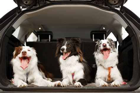 Essential Dog-Friendly Features. Best Hybrid SUVs for Dogs. #1 Toyota RAV4 Hybrid. #2 Honda CR-V Hybrid. #3 Hyundai Tucson Hybrid. #4 Kia Sorento Hybrid. #5 Audi Q5 Hybrid. #6 BMW X5 Hybrid. Best Hybrid Hatchback for Dogs.. 