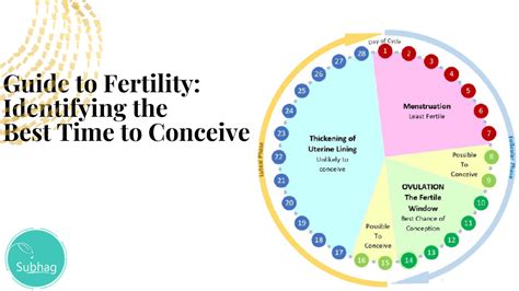 Best time to conceive in cycle