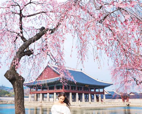 Best time to visit korea in spring
