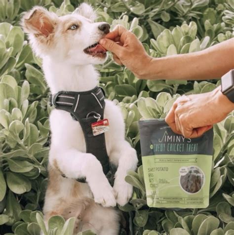 Best treat for dog training. These low calorie dog treats come in several different flavoring including: rabbit, beef heart & liver, chicken, salmon, sweet potato and blueberry! Each bag you purchase has almost 475 treats, which is an awesome value. And at only 1 calorie each, these are perfect for longer training sessions, and small breed dogs – who need less ... 
