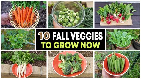Best veggies to grow in fall