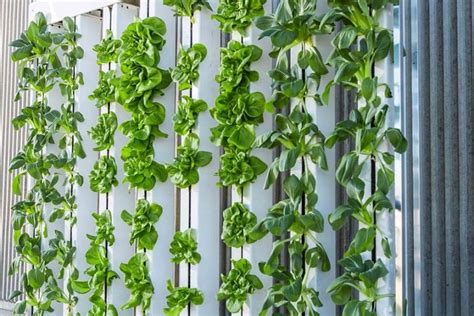 That’s the best description for recent capital inflows into the vertical farming industry. Take a look: July 2017: Softbank invests $200 million in Plenty. August 2017: IKEA and the Sheikh of .... 
