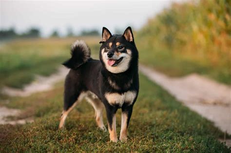 Best way to buy shiba inu. Things To Know About Best way to buy shiba inu. 