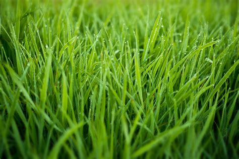Best way to grow grass. Prepare the ground thoroughly before sowing and try to avoid exposing the lawn to too much wear and tear during the first … 