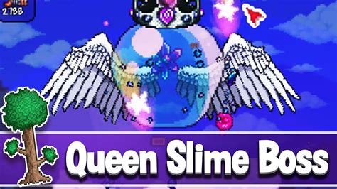 Best weapon for queen slime. For normal slimes, it's a 1/10,000 (1/7,000 in expert) chance, and for pinky, it's a 1/100 (1/70 in expert) chance. Although I'm not finding anything about queen slime being able to drop it, or what the odds even are for that matter. There are also certain slimes that can't drop it, such as lava slimes, dungeon slimes, and umbrella slimes. 