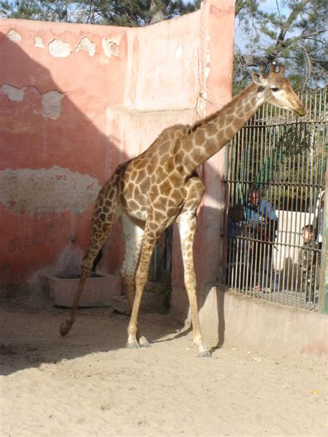 The best 4 activities at Giza Zoo in Cairo, Egypt Booking.com Giza Zoo Giza Zoo was founded in 1819 AD as it is the largest zoo in Egypt and the Middle East, and the first and most famous zoo in Africa. . Best zoo in egypt