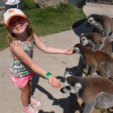 Best zoo near me. 3. Kentucky Down Under Adventure Zoo. It was amazing to be able to pet & feed kangaroos but my favorite part was the tour through the onsite cave. 4. Maggie's Jungle Golf & Jungle Run. Loved feeding and petting all the animals! 5. Kentucky Reptile Zoo. 